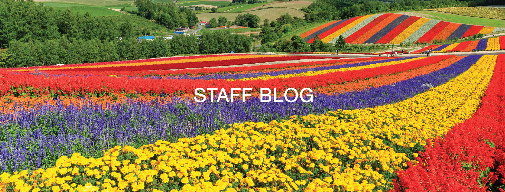 Staff Blog